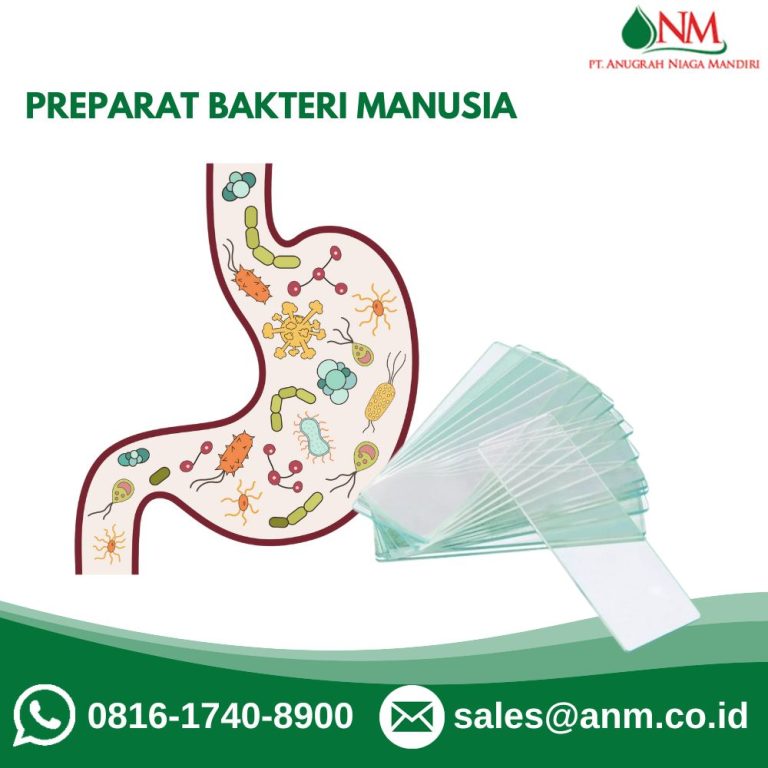 Preparat Bakteri Manusia