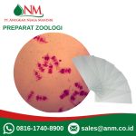 Preparat Zoologi PT. Anugrah Niaga Mandiri