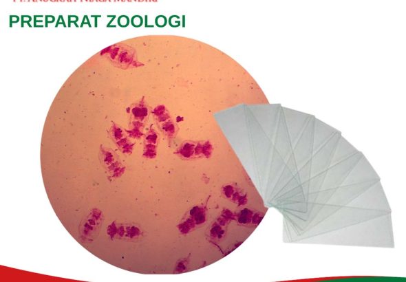 Preparat Zoologi PT. Anugrah Niaga Mandiri